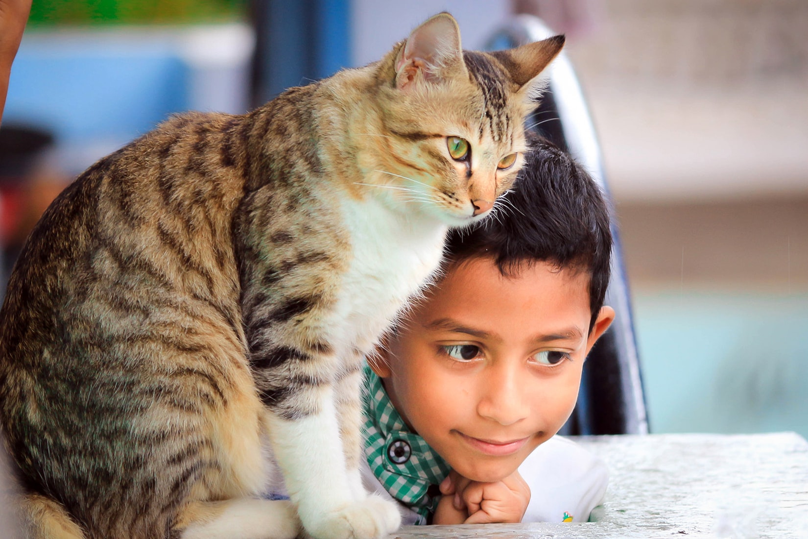 when-your-child-throws-his-truck-at-the-cat-positively-positive